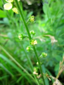 20130706Odermennig_Hockenheim04