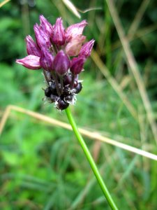 20130711Allium_scorodoprasum1