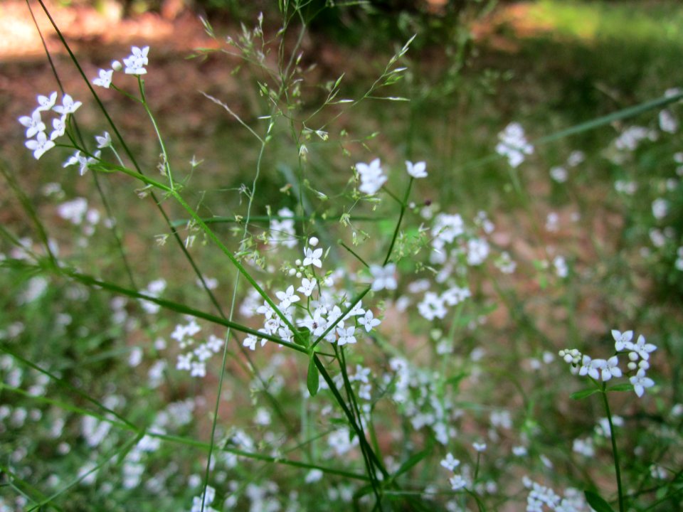 20130710Schwetzinger_Hardt4