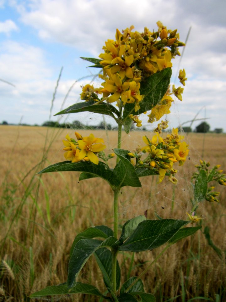 20130711Gilbweiderich_Hockenheim1