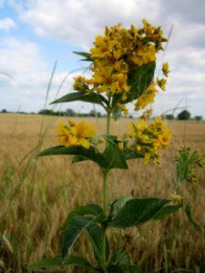 20130711Gilbweiderich_Hockenheim1