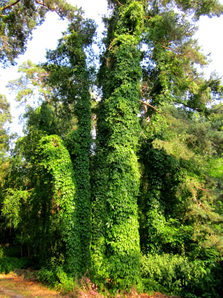 20130710Parthenocissus_inserta1
