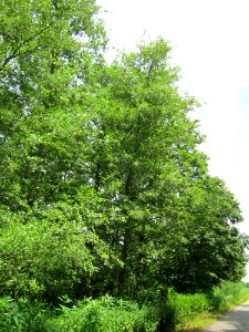 20130711Grauerle_Marlach2