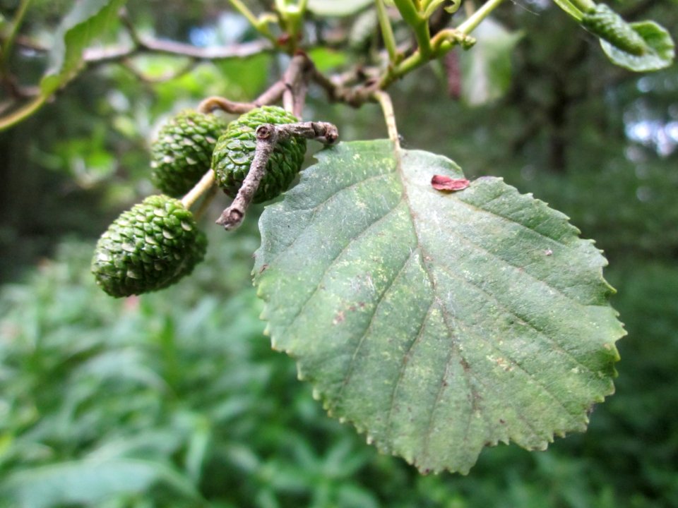 20130711Grauerle_Marlach5