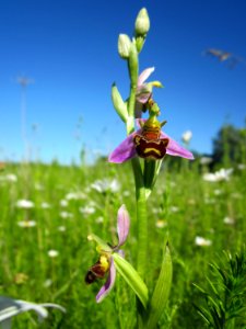 20130616Bienen-Ragwurz3