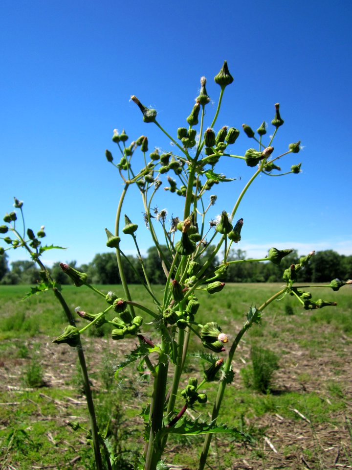 20130616Gaensedistel_Horststuecker1