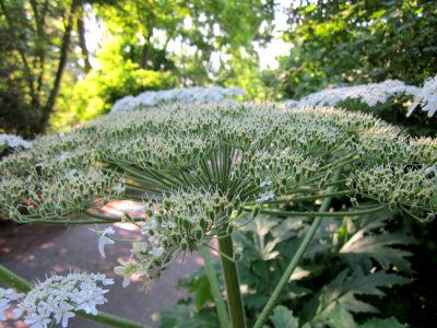20130706Heracleum_mantegazzianum3