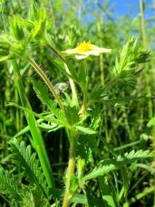 20130616Fingerkraut_Horststuecker2