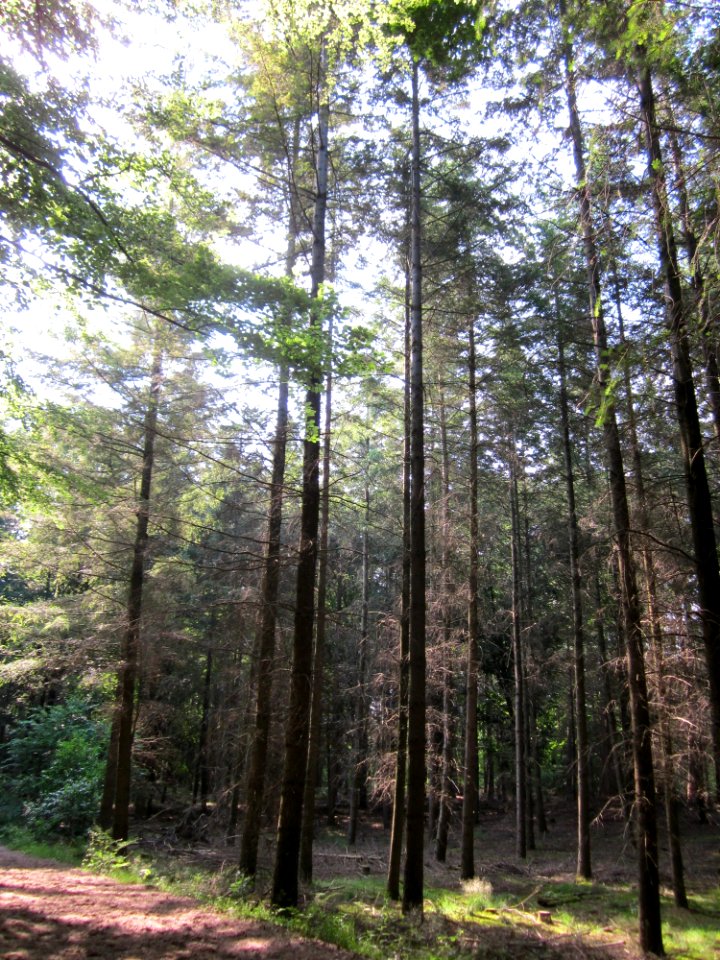 20130710Fichte_Schwetzinger_Hardt2