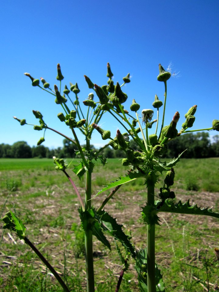 20130616Gaensedistel_Horststuecker3
