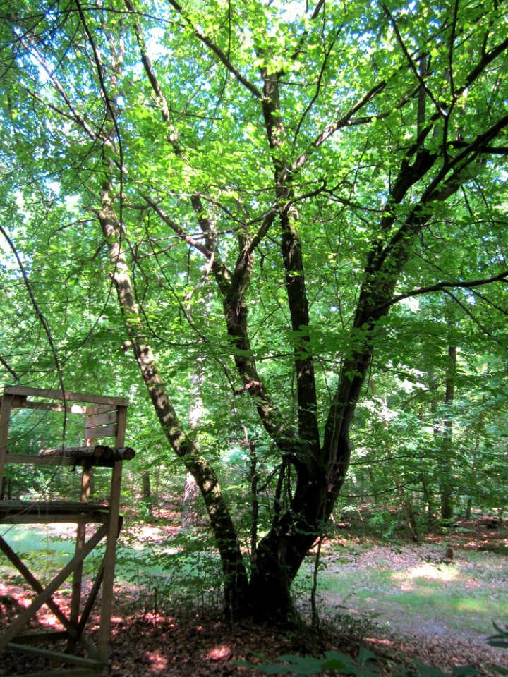 20130710Hainbuche_Schwetzinger_Hardt