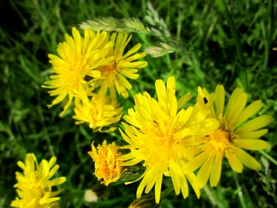 20130615Pippau_Hockenheim4