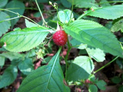 20130710Himbeere_Schwetzinger_Hardt4