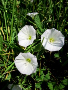 20130620Ackerwinde_Hockenheim