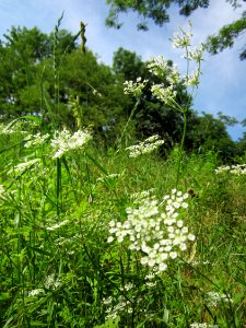 20130619Chaerophyllum_temulum1