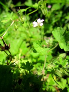 20130617Storchschnabel_Schwetzinger_Hardt4
