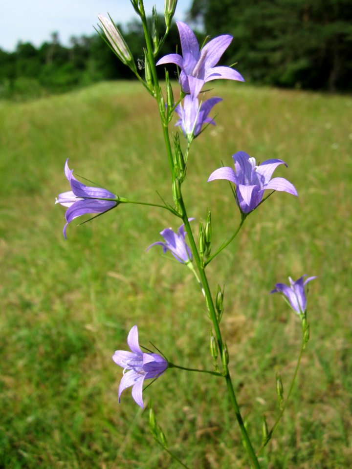 20130619Glockenblume_Schwetzinger_Hardt2