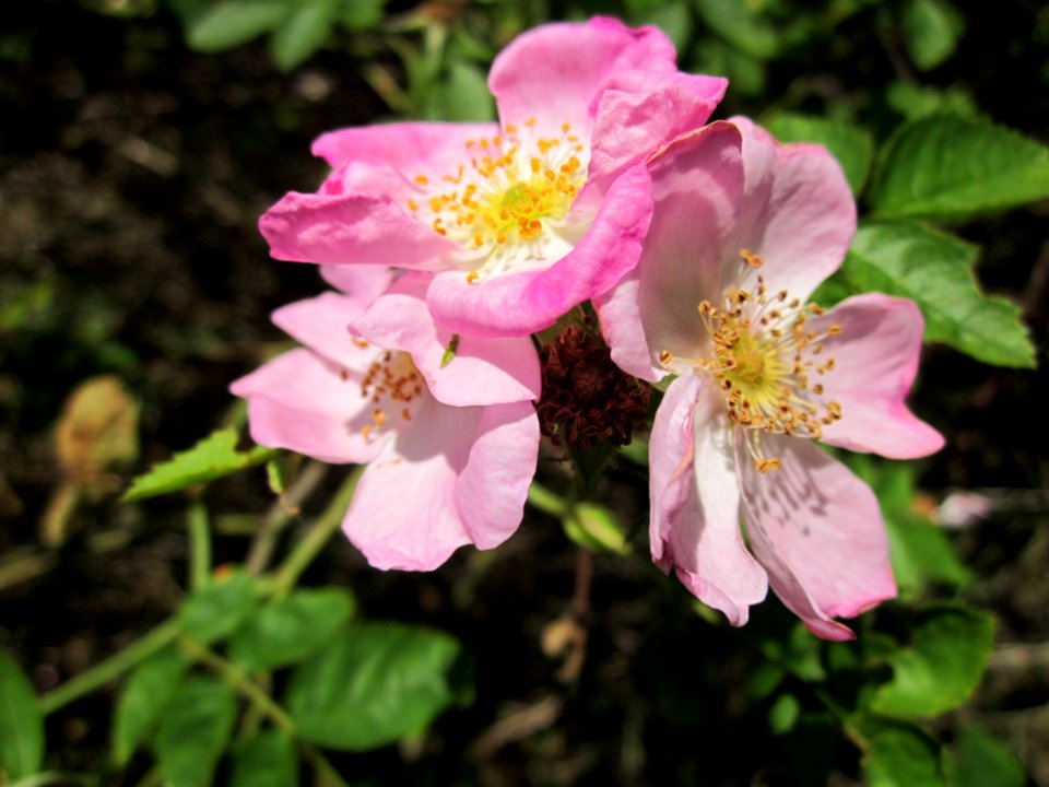 20130619Rosa_dumalis2