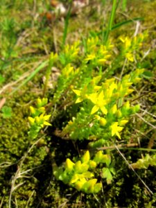 20130619Mauerpfeffer_Schwetzinger_Hardt2