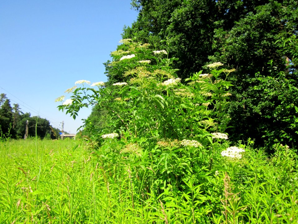 20130618Holunder_Schwetzinger_Hardt1