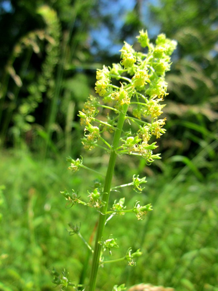 20130619Gelber_Wau_Schwetzinger_Hardt2