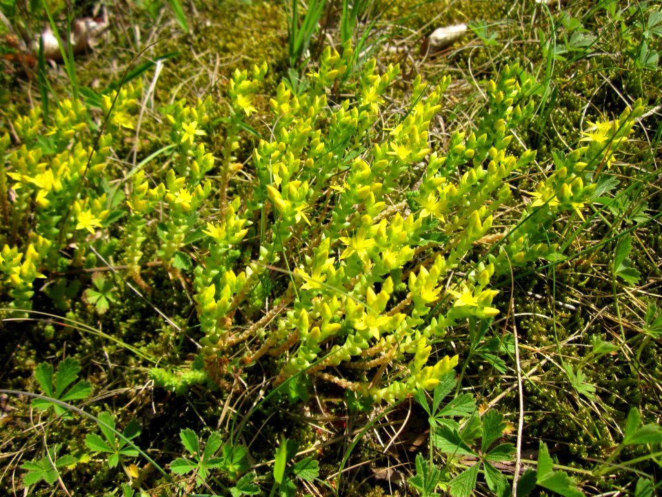 20130619Mauerpfeffer_Schwetzinger_Hardt1