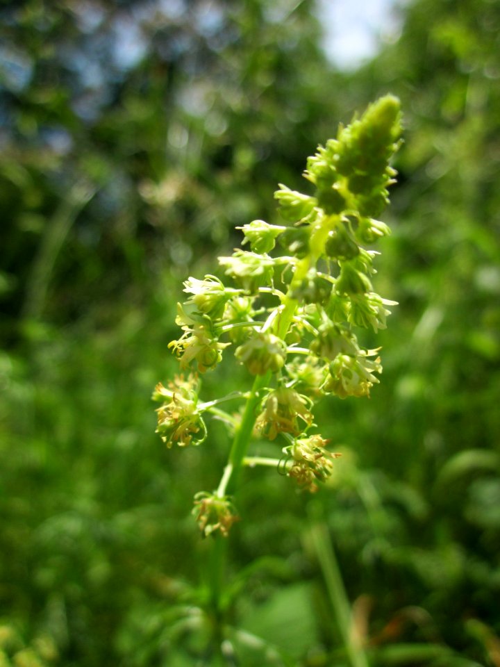 20130619Gelber_Wau_Schwetzinger_Hardt3