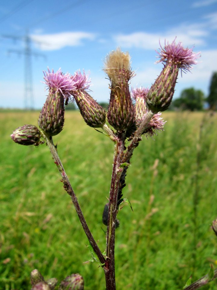 20130620Kratzdistel_Hockenheim