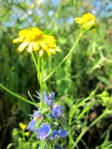 20130620Senecio_inaequidens