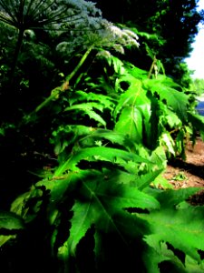 20130706Heracleum_mantegazzianum5