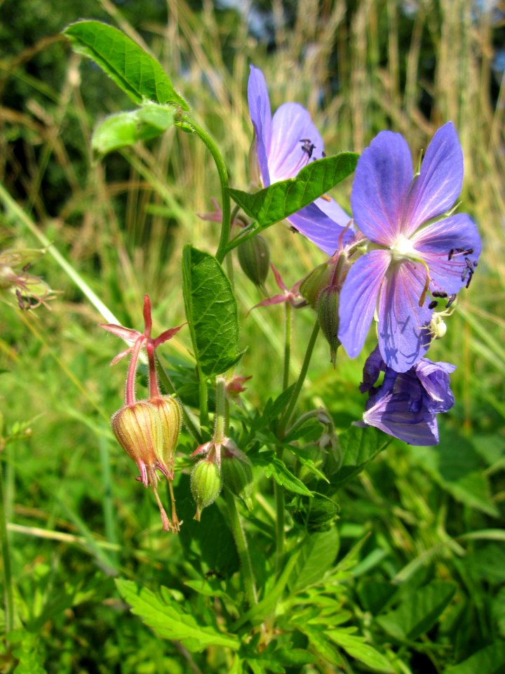 20130706Storchschnabel_Hockenheim