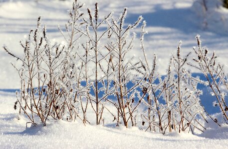 Cold ice snow photo