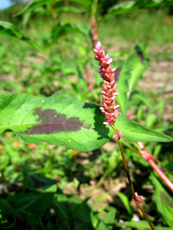 20130708Ampfer-Knoeterich_Horststuecker3
