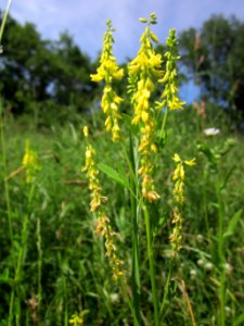 20130619Steinklee_Schwetzinger_Hardt1