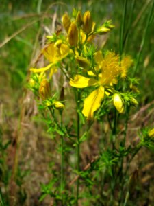 20130618Johanniskraut_Schwetzinger_Hardt1