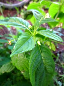 20130619Springkraut_Oftersheim