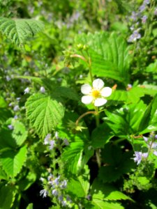 20130618Walderdbeere_Schwetzinger_Hardt1
