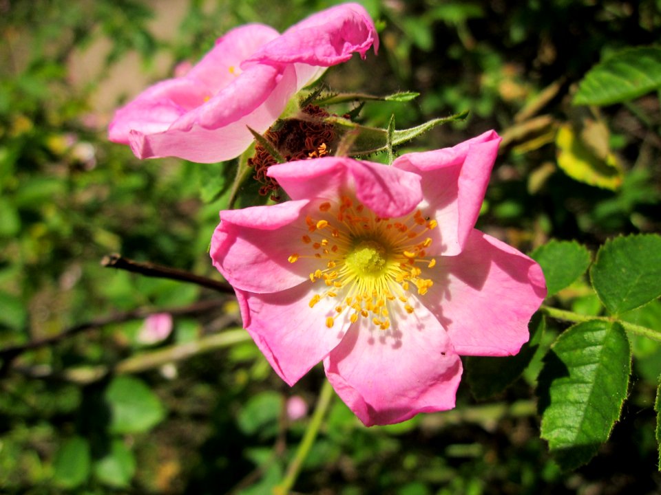 20130619Rosa_dumalis3