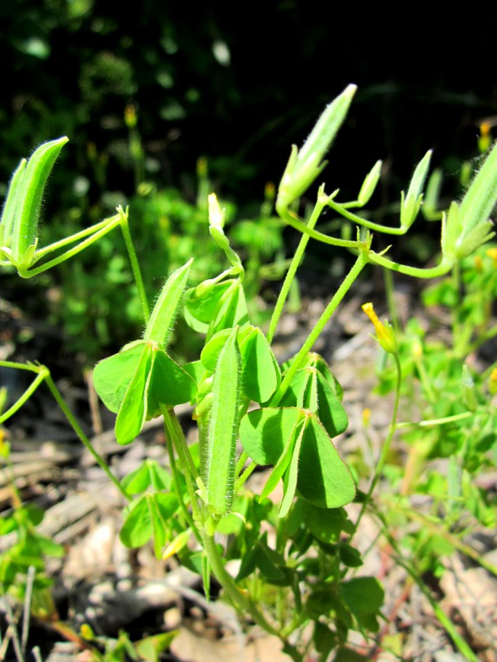 20130618Oxalis_stricta5