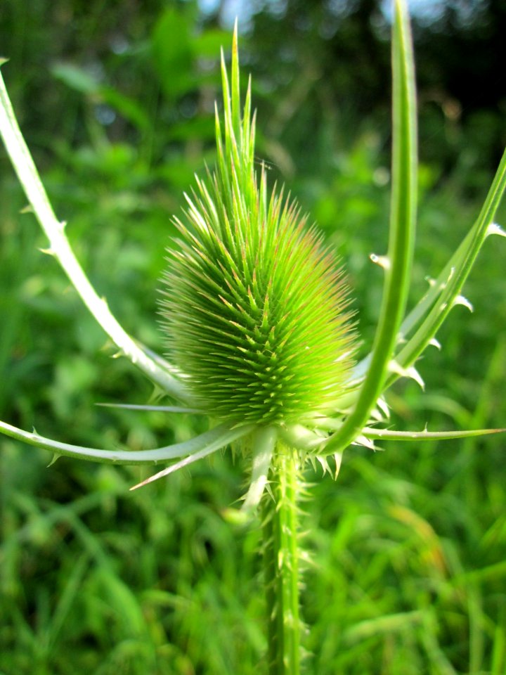 20130706Karde_Hockenheim1