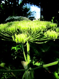 20130706Heracleum_mantegazzianum4