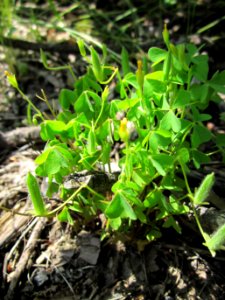 20130618Oxalis_stricta3