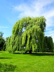 20130602Trauerweide_Insultheimer_Hof