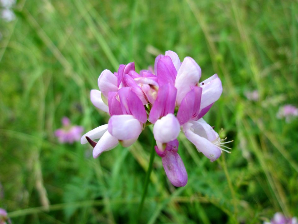 20130706Kronwicke_Hockenheim1