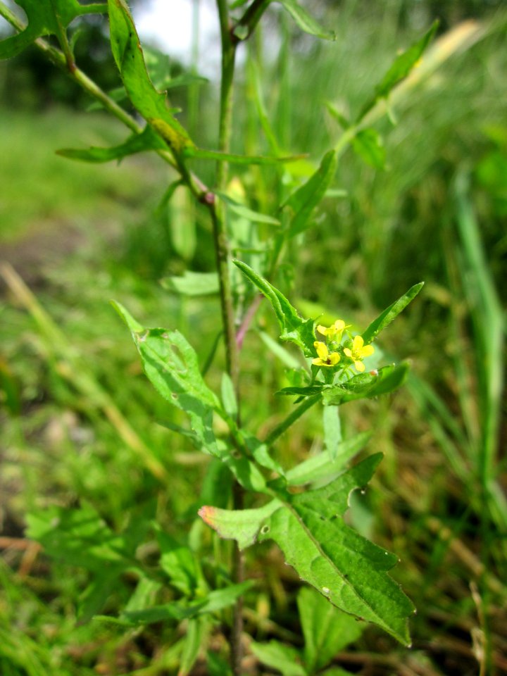 20130602Wegrauke_Alte_Landstrasse2