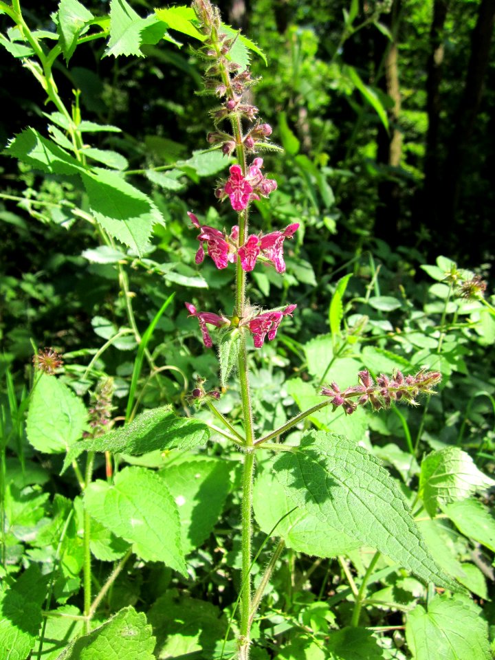 20130617Wald-Ziest_Schwetzinger_Hardt1
