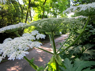 20130706Heracleum_mantegazzianum2