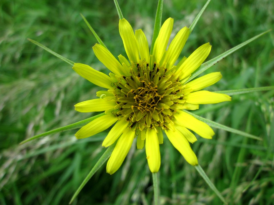 20130603Tragopogon_dubius1