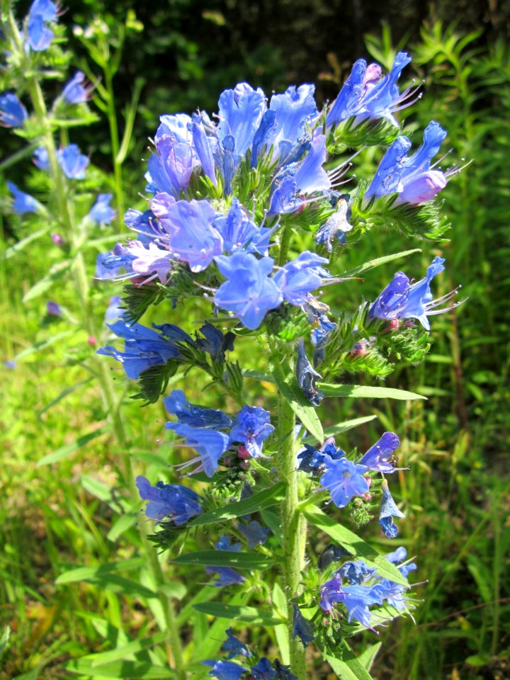 20130618Natternkopf_Schwetzinger_Hardt3