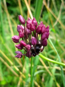 20130711Allium_scorodoprasum2